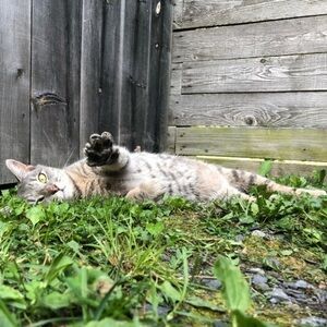 8 piece Toy Bundle for Cats